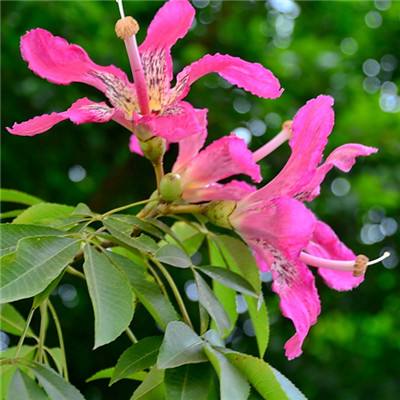 网赌软件在线下载